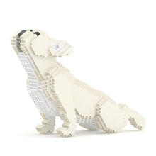 French Bulldog 05-M02