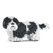 Shih Tzu 01-M02