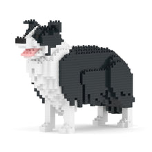 Border Collie 01-M01
